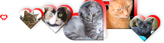 Cats