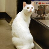 Snowball 